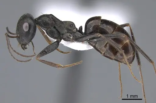 Cataglyphis minos specimen