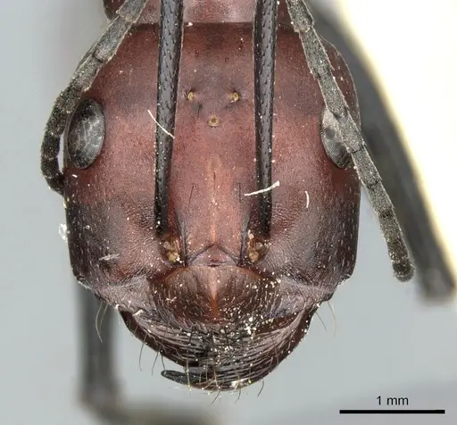 Cataglyphis nigripes specimen