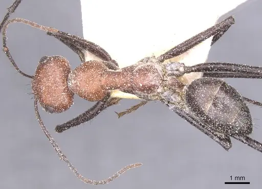 Cataglyphis nigripes - CASENT0912214