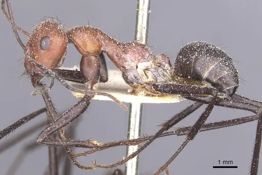 Cataglyphis nigripes - CASENT0912214