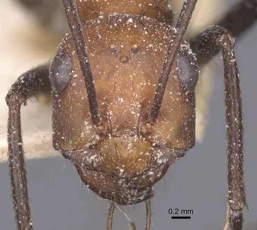 Cataglyphis nigripes - CASENT0912215