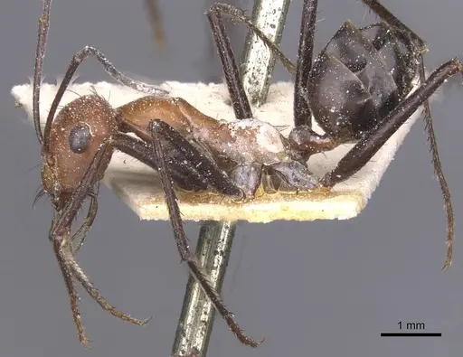 Cataglyphis nigripes - CASENT0912215