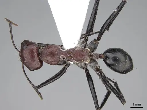 Cataglyphis nigripes - CASENT0922716