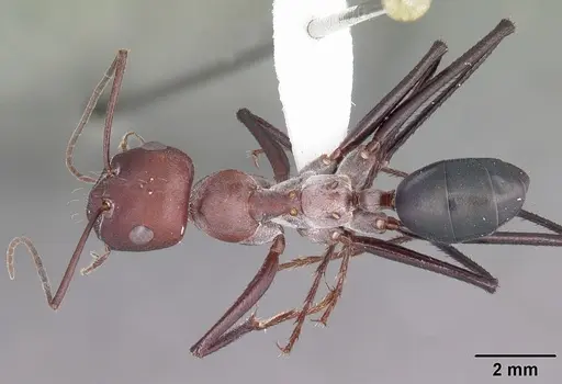 Cataglyphis nodus specimen