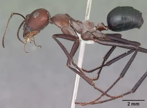 Cataglyphis nodus specimen