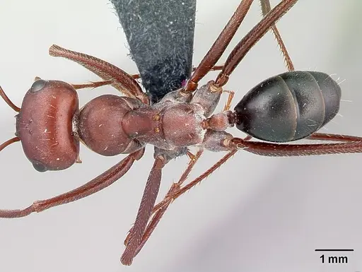 Cataglyphis nodus - CASENT0179880