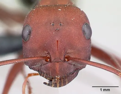 Cataglyphis nodus - CASENT0179880