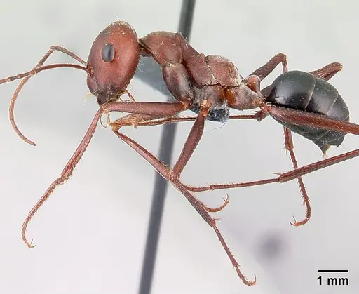 Cataglyphis nodus - CASENT0179880