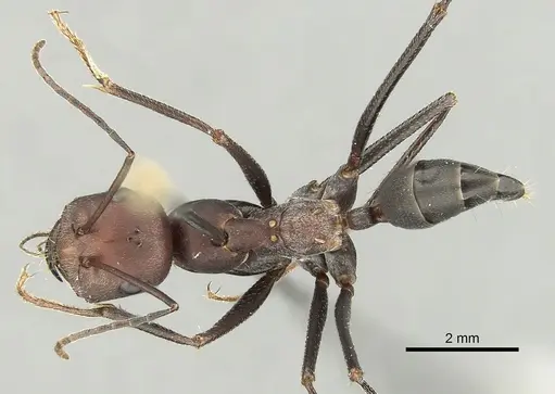 Cataglyphis nodus - CASENT0249407