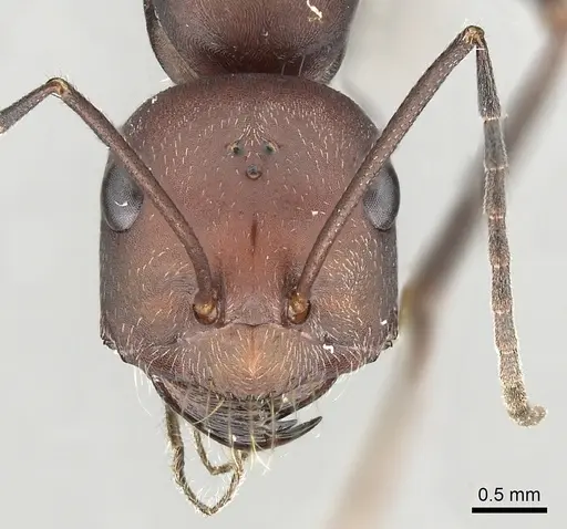 Cataglyphis nodus - CASENT0249407