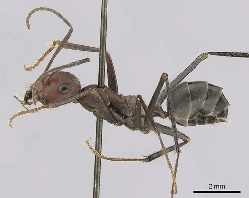 Cataglyphis nodus - CASENT0249407