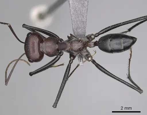 Cataglyphis nodus - CASENT0264231