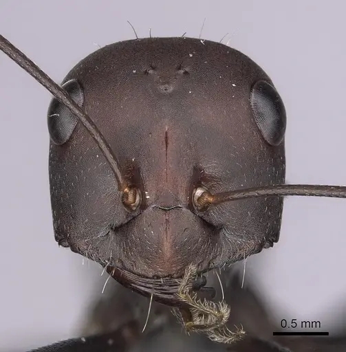 Cataglyphis nodus - CASENT0264231