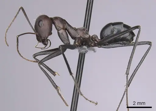 Cataglyphis nodus - CASENT0264231