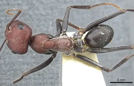 Cataglyphis nodus - CASENT0903291