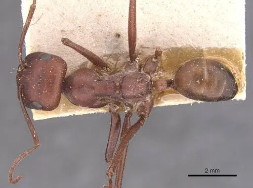 Cataglyphis nodus - CASENT0905722