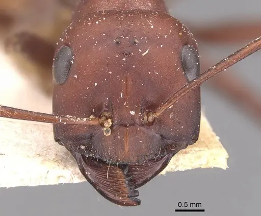 Cataglyphis nodus - CASENT0905722