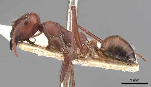 Cataglyphis nodus - CASENT0905722