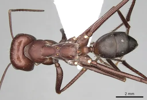 Cataglyphis nodus - CASENT0906068