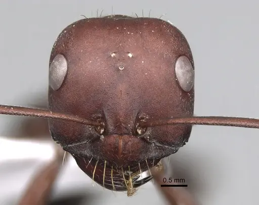 Cataglyphis nodus - CASENT0906068