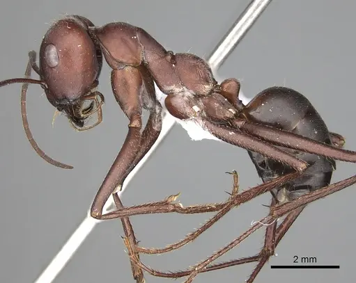 Cataglyphis nodus - CASENT0906068