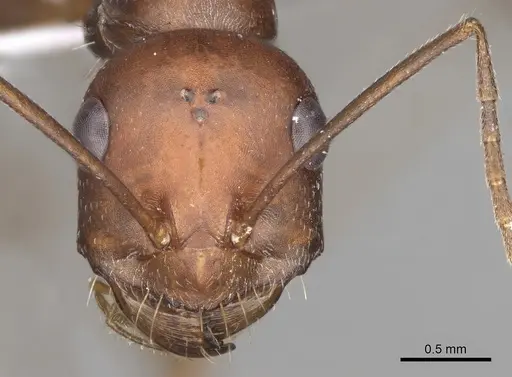 Cataglyphis nodus - CASENT0906069