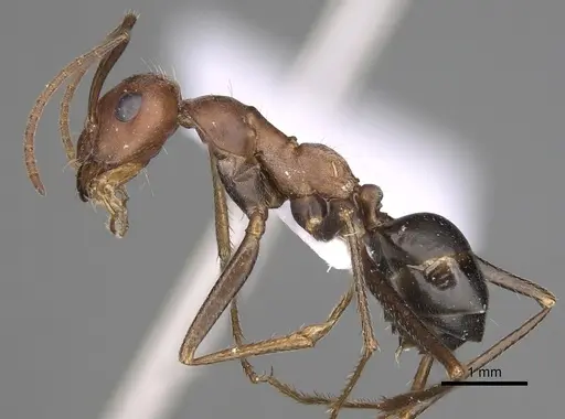 Cataglyphis nodus - CASENT0906069