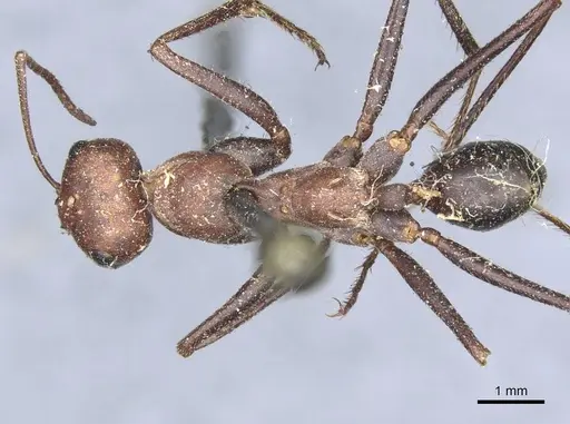 Cataglyphis nodus - CASENT0911115