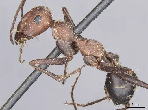 Cataglyphis nodus - CASENT0911115