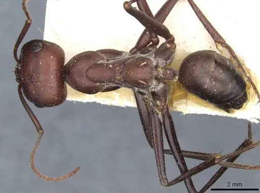 Cataglyphis nodus - CASENT0911116