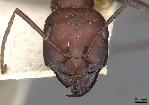 Cataglyphis nodus - CASENT0911116