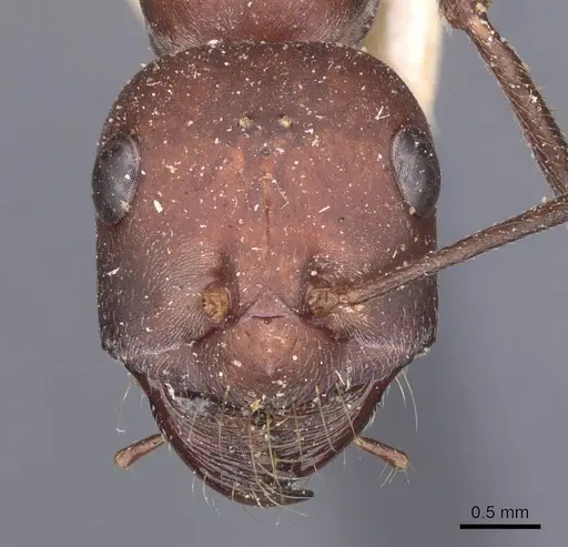 Cataglyphis nodus - CASENT0912216