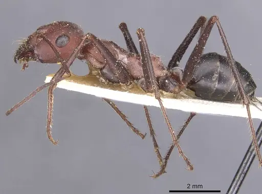 Cataglyphis nodus - CASENT0912216