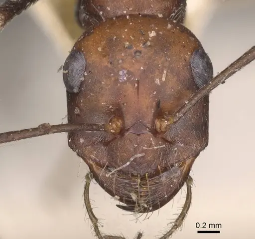 Cataglyphis nodus - CASENT0912217