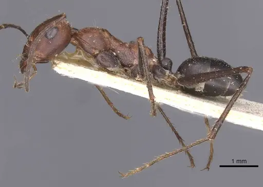 Cataglyphis nodus - CASENT0912217