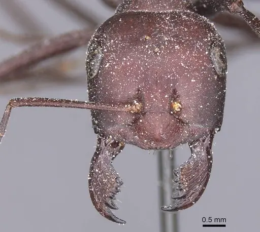 Cataglyphis nodus - CASENT0912218