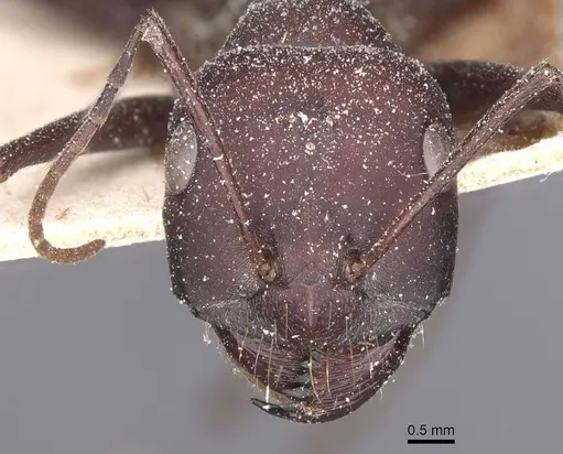 Cataglyphis nodus - CASENT0912219