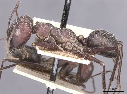 Cataglyphis nodus - CASENT0912219