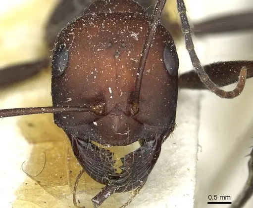 Cataglyphis nodus - CASENT0912220