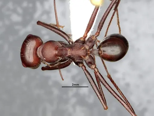 Cataglyphis nodus - CASENT4031891