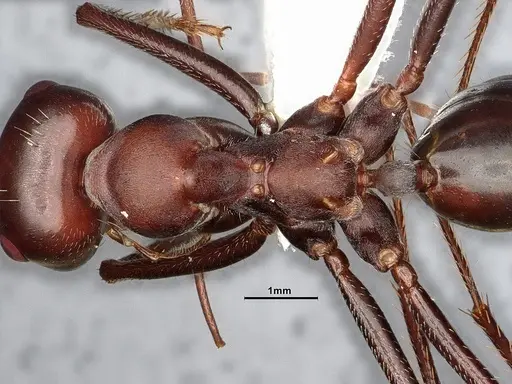 Cataglyphis nodus - CASENT4031891