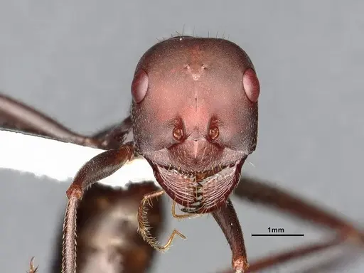 Cataglyphis nodus - CASENT4031891