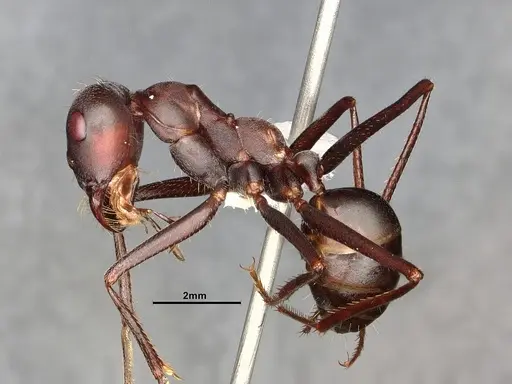 Cataglyphis nodus - CASENT4031891