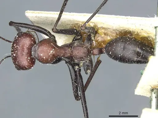 Cataglyphis oasium specimen