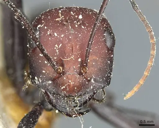 Cataglyphis oasium specimen
