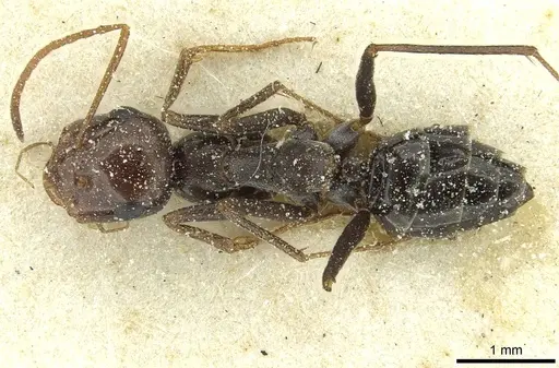 Cataglyphis otini specimen