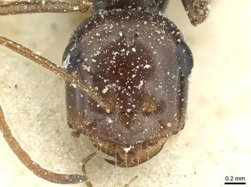 Cataglyphis otini specimen