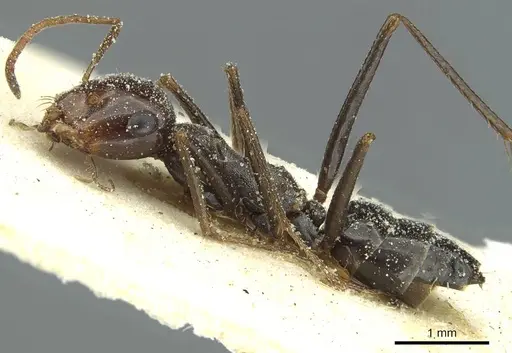 Cataglyphis otini specimen