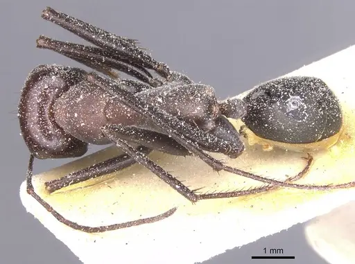 Cataglyphis pilisquamis specimen