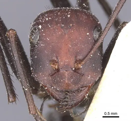 Cataglyphis pilisquamis specimen